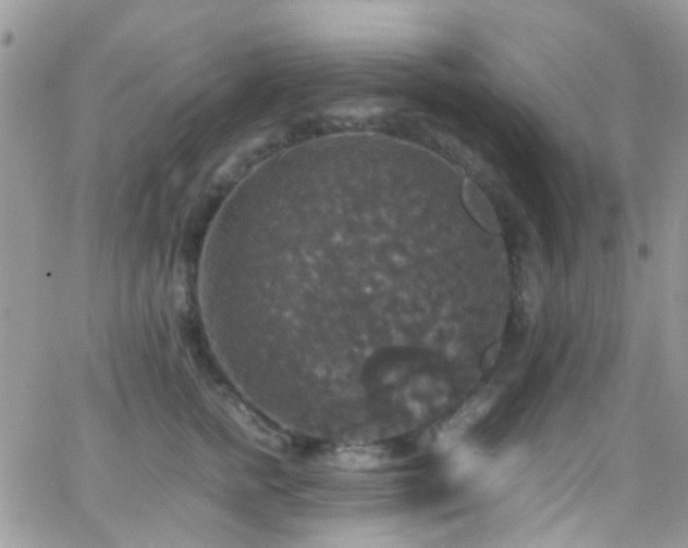 X0000066540758200603171240