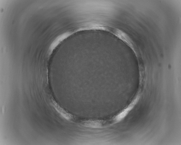 X0000066540781200603171239