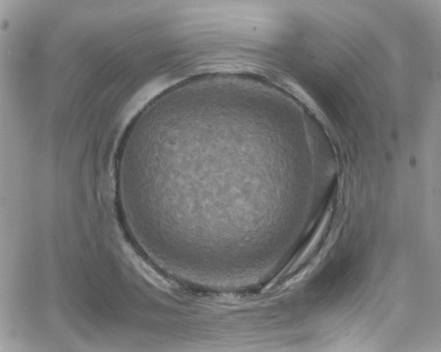 X0000066540787200603171239