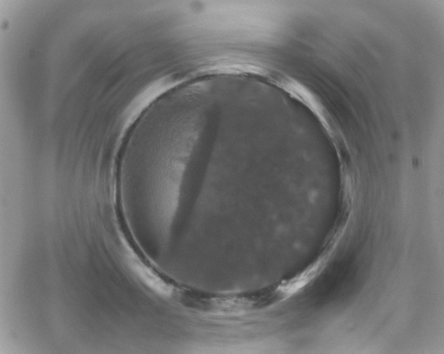 X0000066540795200603171239