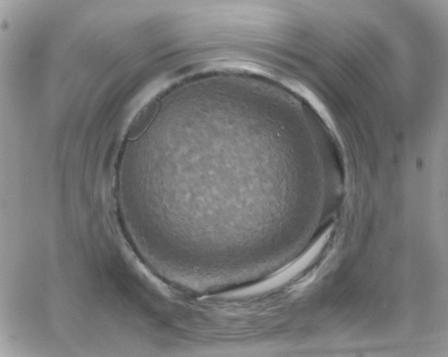 X0000066540799200603171239