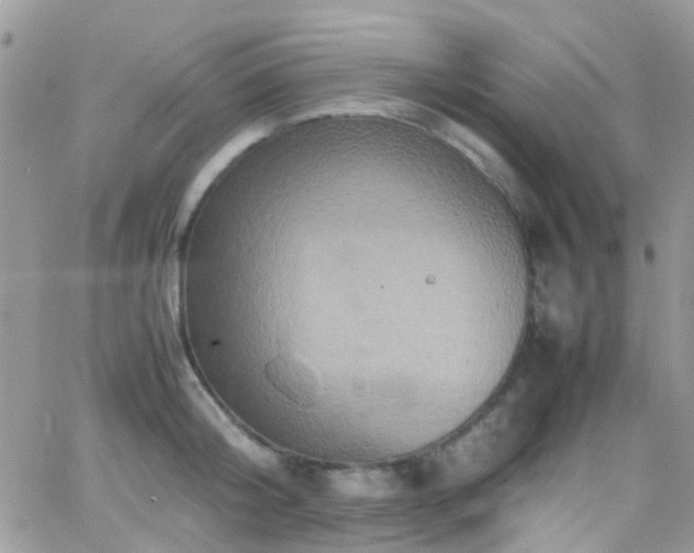 X0000066540804200603171239