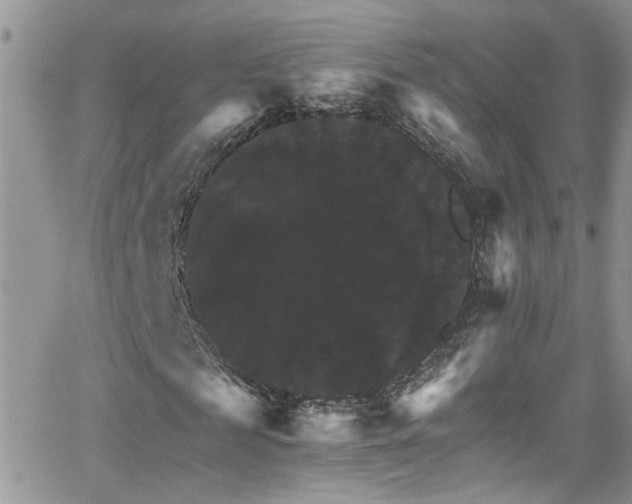 X0000066540817200603171238