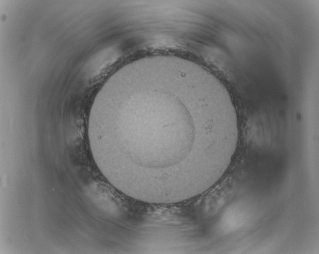 X0000066540824200603171238