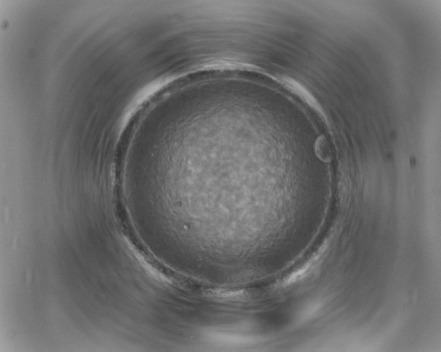 X0000066540831200603171238