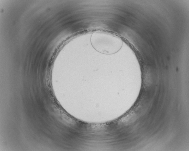 X0000066540832200603171238