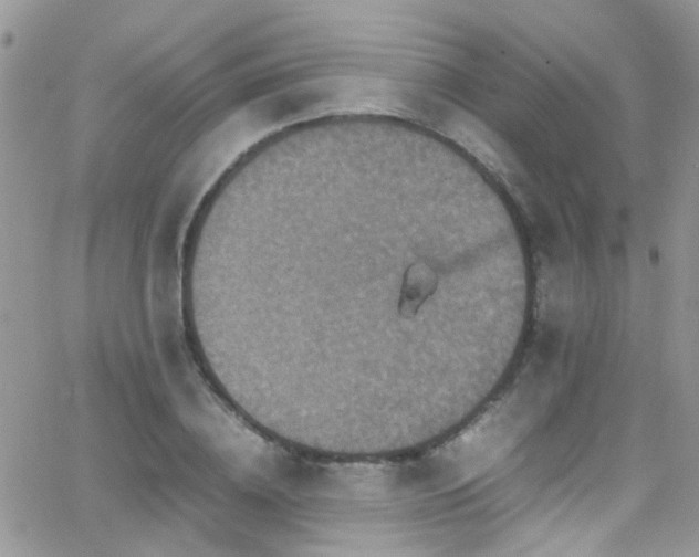 X0000066540836200603171238