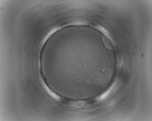 X0000066540837200603171238