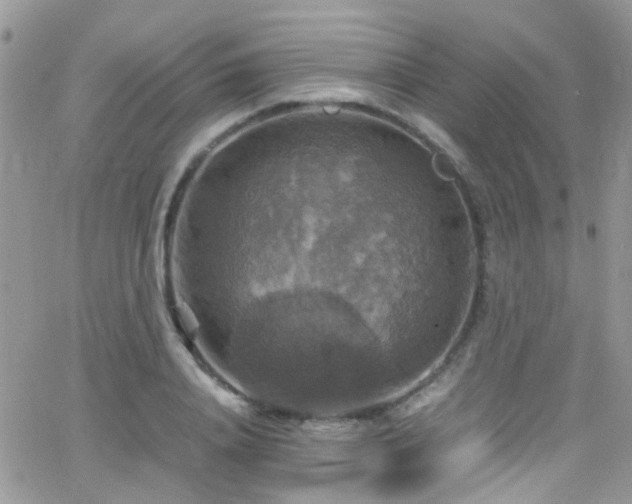 X0000066540840200603171239