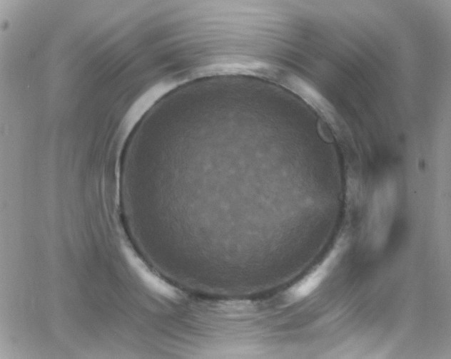 X0000066540844200603171239