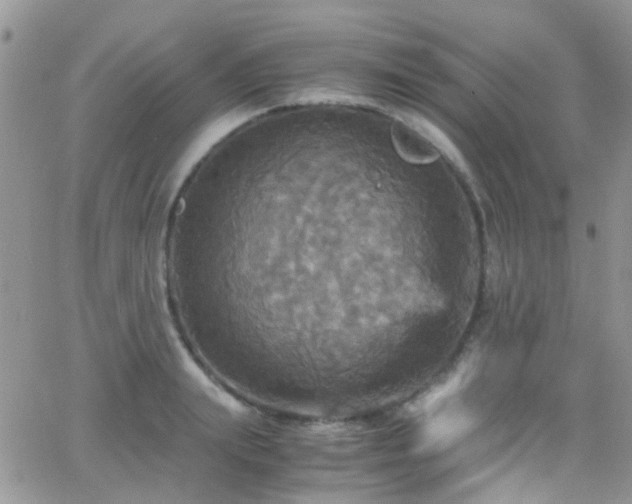 X0000066540847200603171239