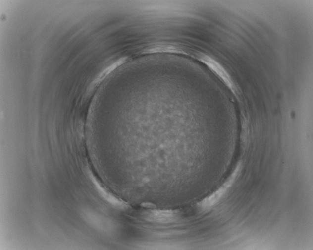 X0000066540849200603171239