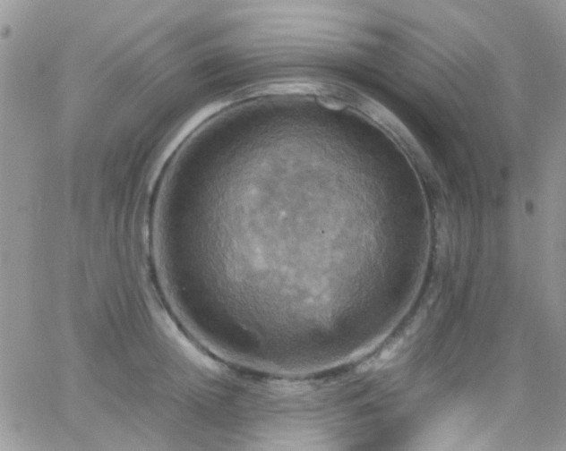 X0000066540852200603171239