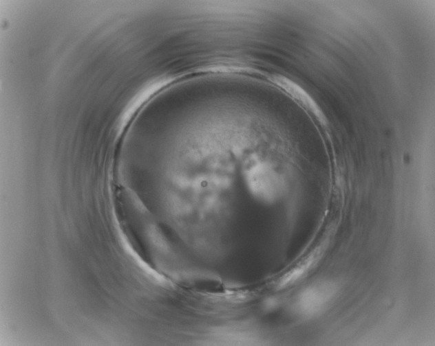 X0000066540855200603171239