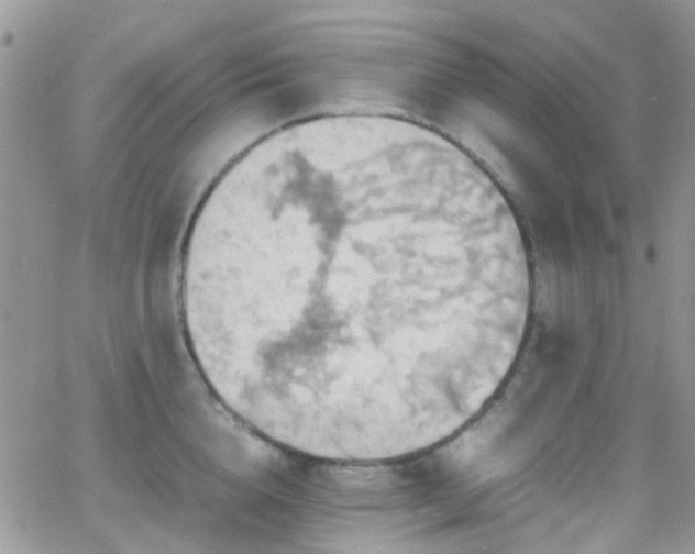 X0000066540856200603171239