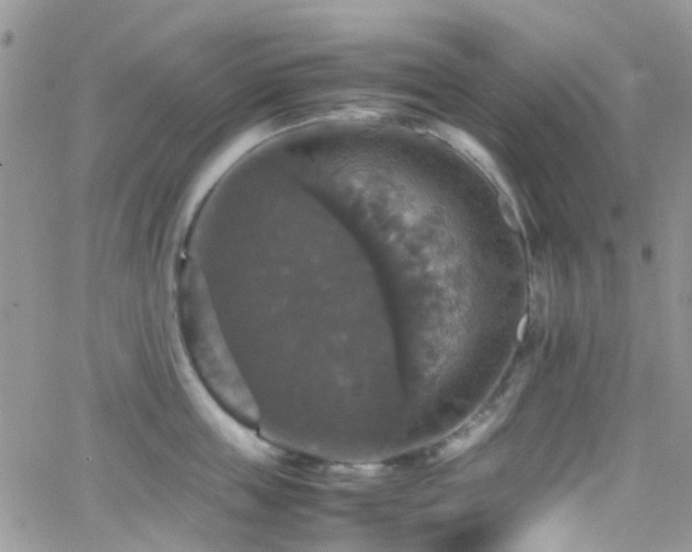 X0000066540859200603171239