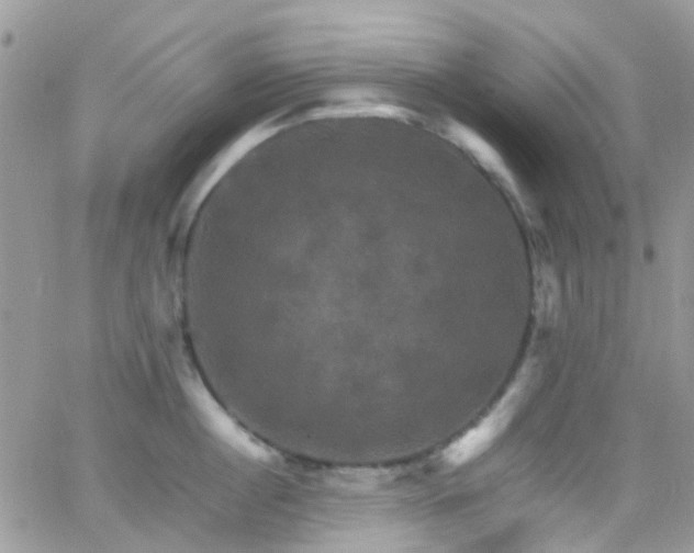 X0000066540860200603171239