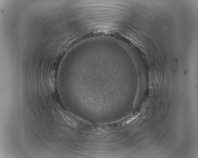 X0000066540868200603171238