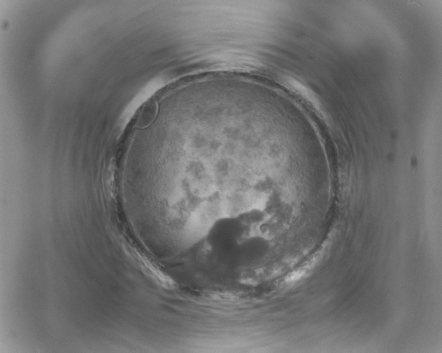 X0000066540875200603171238