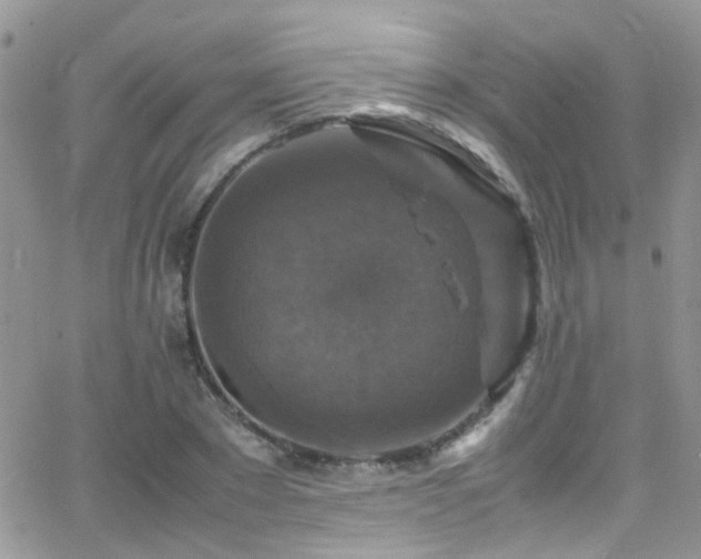 X0000066540881200603171238