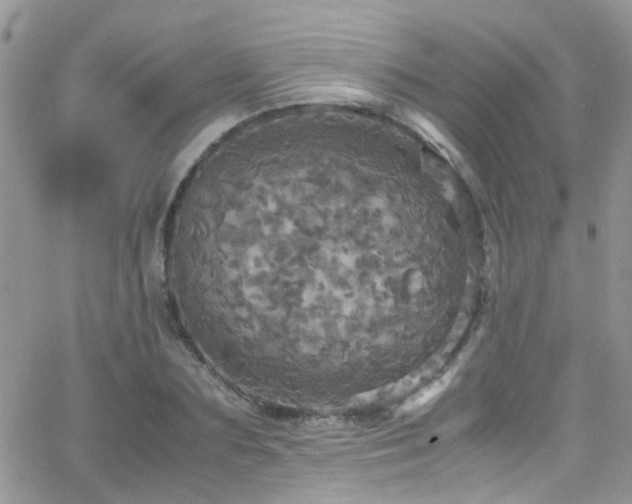 X0000066540883200603171238