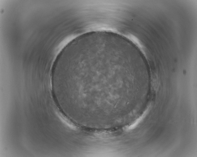 X0000066540887200603171238