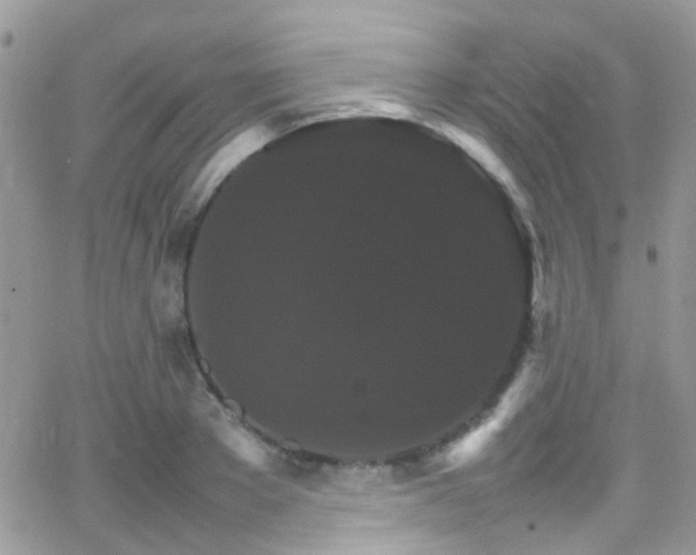 X0000066540889200603171238