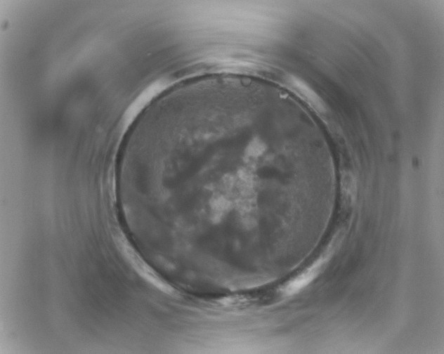 X0000066540891200603171238