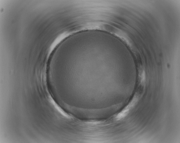 X0000066540894200603171238