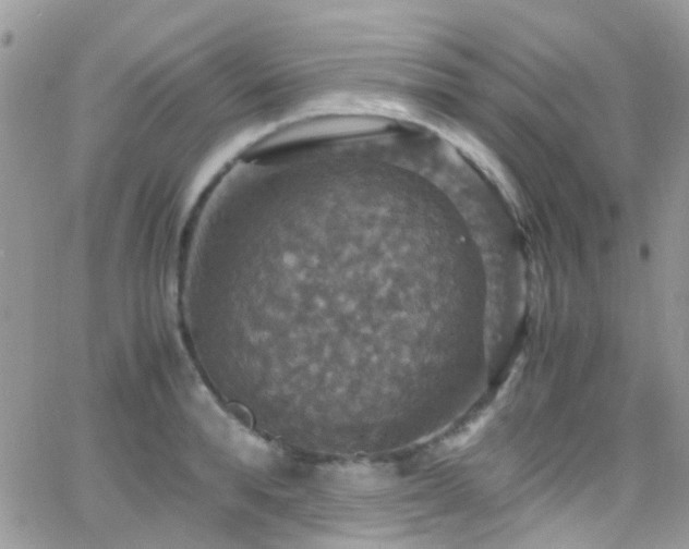 X0000066540896200603171238