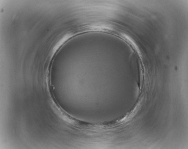 X0000066540899200603171238