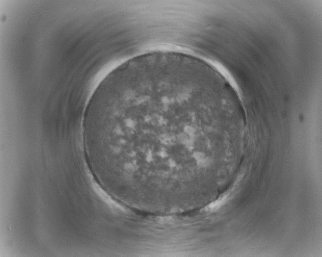 X0000066540903200603171237