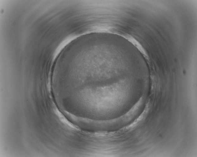 X0000066540904200603171237