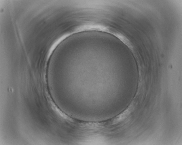 X0000066540912200603171237