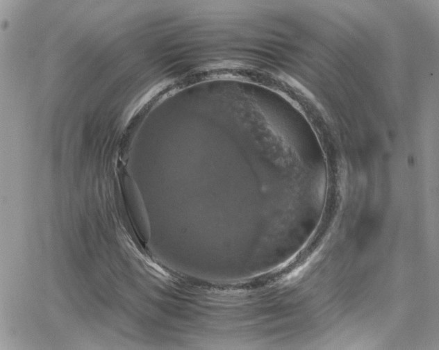 X0000066540921200603171237