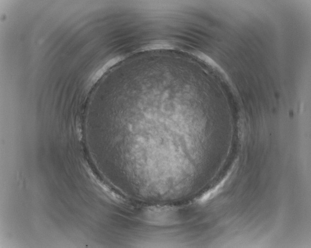 X0000066540929200603171237