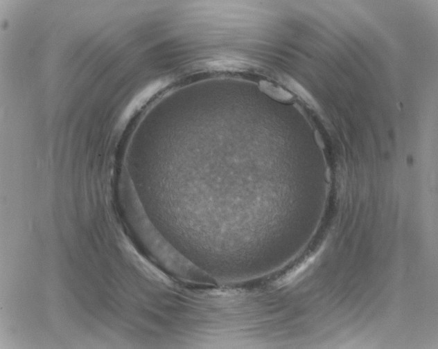 X0000066540930200603171237