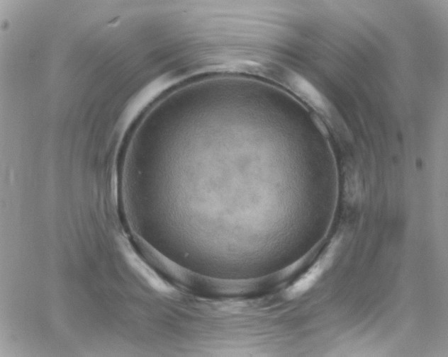 X0000066540940200603171237