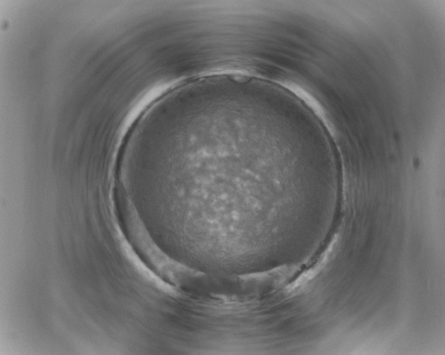 X0000066540949200603171237