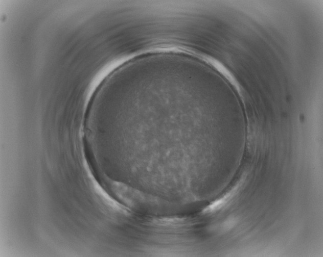 X0000066540951200603171237