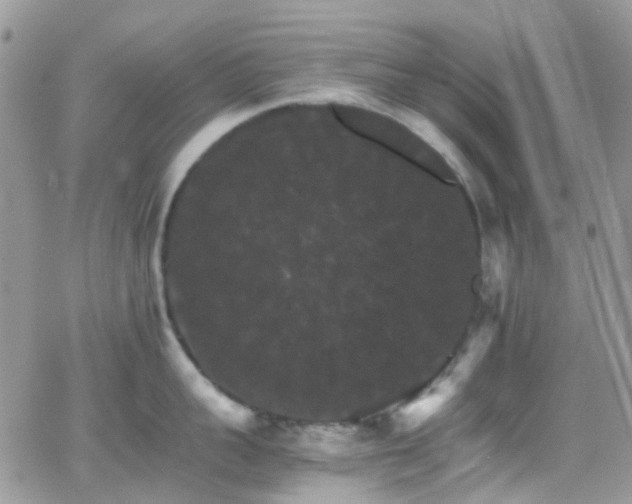 X0000066540959200603171237