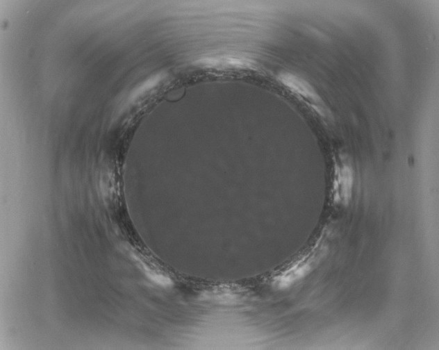 X0000066540966200603171236