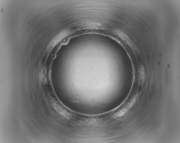 X0000066540970200603171236