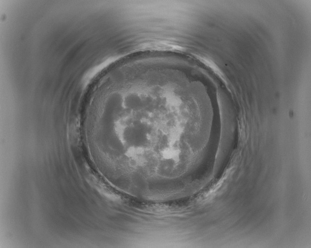 X0000066540971200603171236