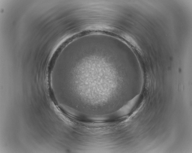 X0000066540976200603171236