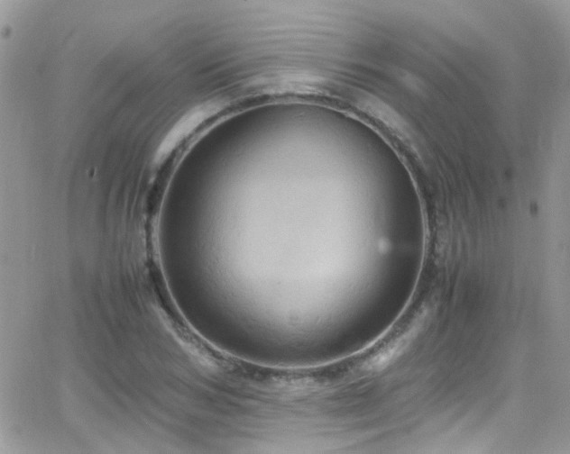 X0000066540978200603171236