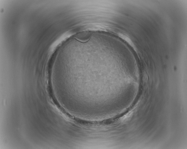 X0000066540979200603171236