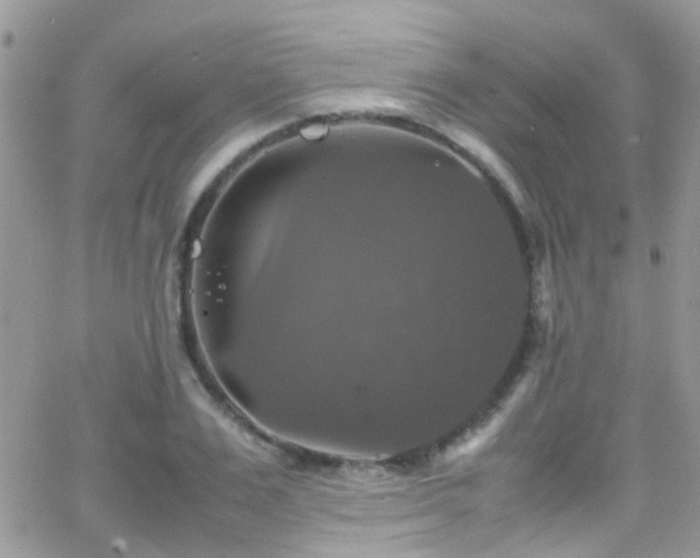 X0000066540983200603171236