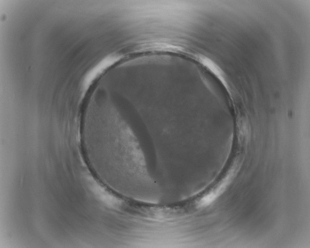 X0000066540987200603171236