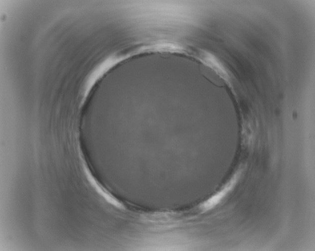 X0000066540989200603171236